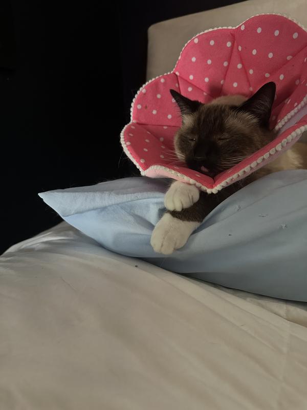 SUNGROW PostSurgery Soft Cone Dog & Cat Recovery Collar, Pink, Small