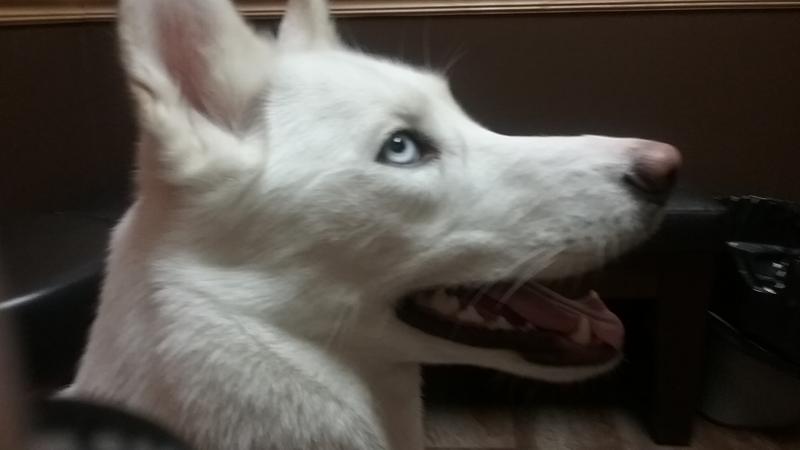 MISKA LOVES HER WOOF PUPSICLE!