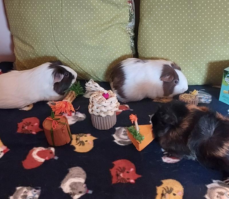 Huge hit for piggy unbirthday party!