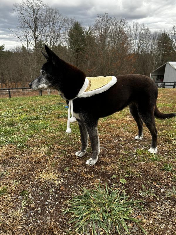 She’s medium size, 40# and a bit big for this