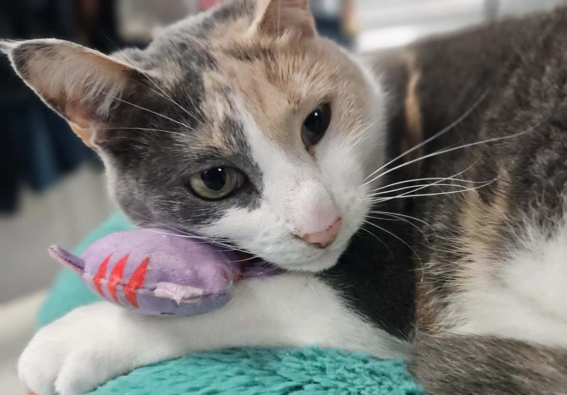 After the flinging and pouncing, she cuddles it.