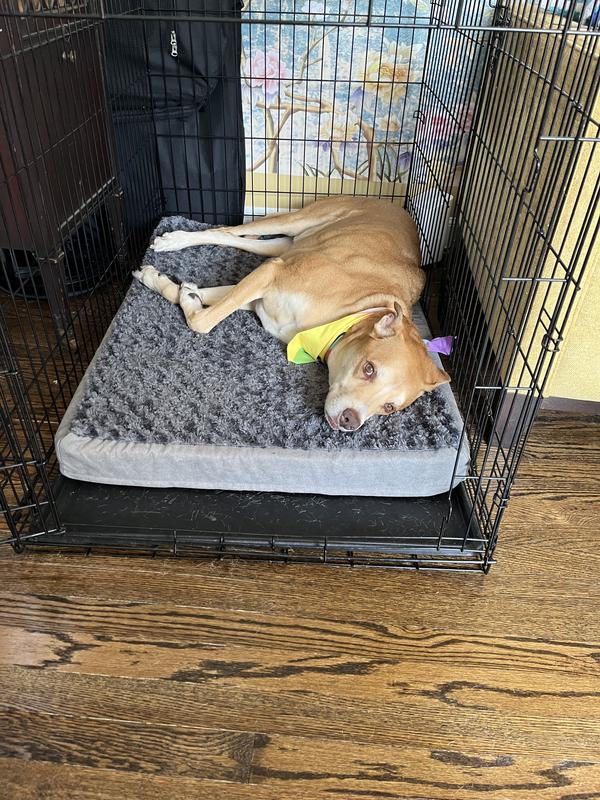 Look at him loving his new bed 🥰