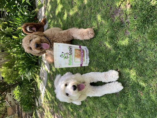Good listeners waiting for their treat!