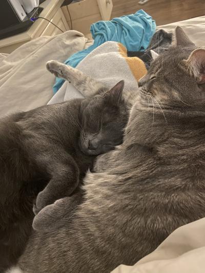 Hollow and Marshmallow love one another!