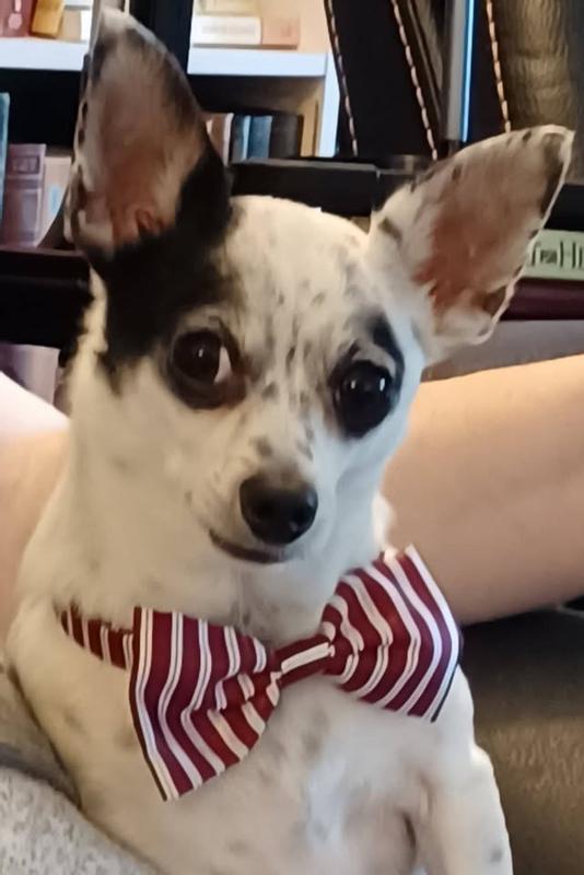 Lenny likes these before grooming. They help.