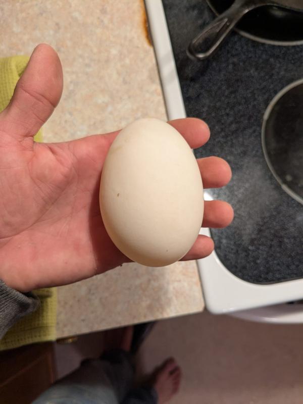 Duck egg