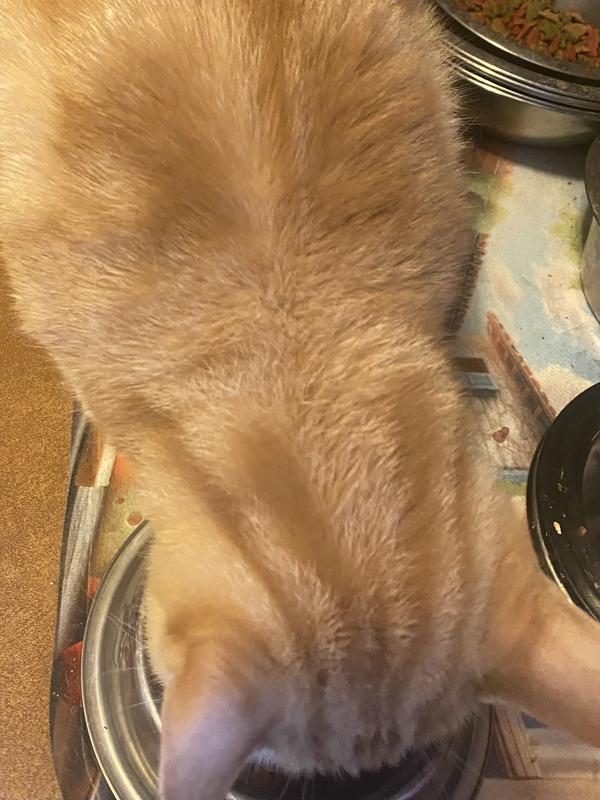 My finicky girl Penny loves this food!