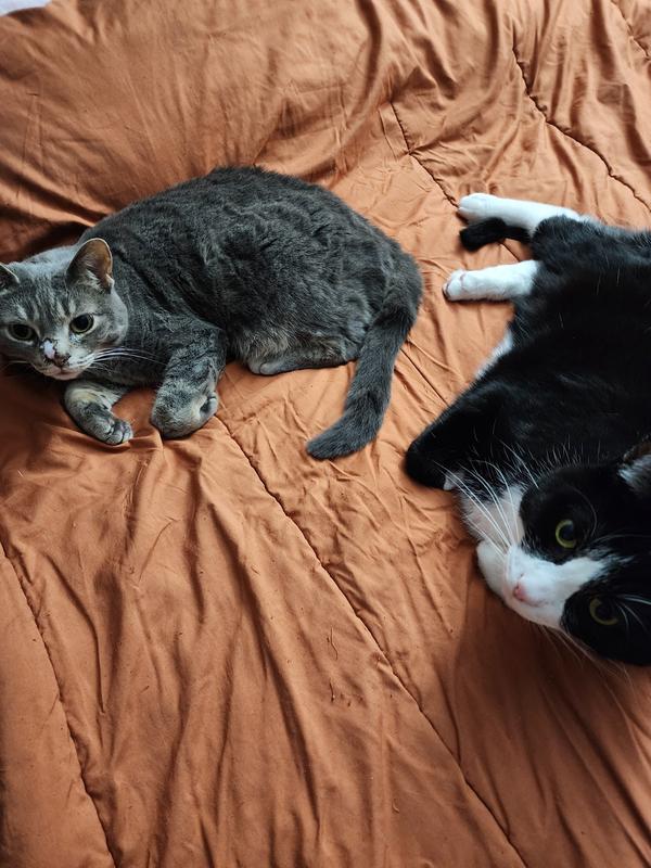 Contented fur babies