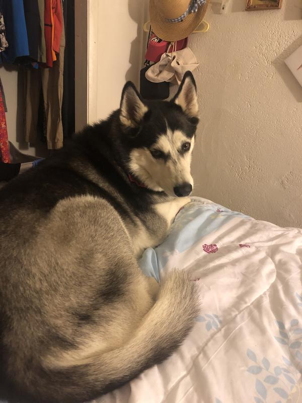 RX VITAMINS Hepato Chicken Flavored Liquid Liver Supplement for Cats