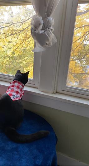 Watching the leaves fall