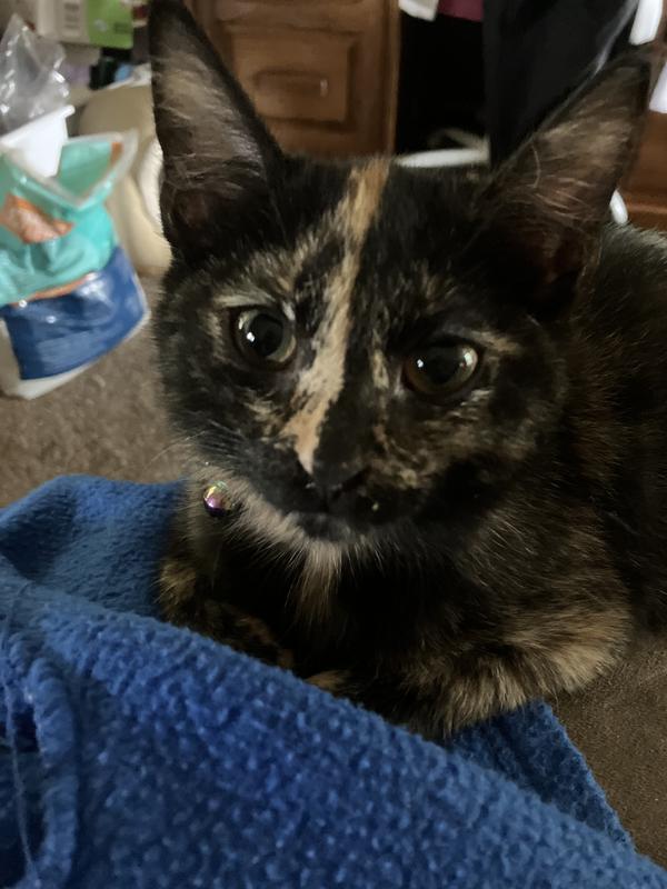 Happy Kitten