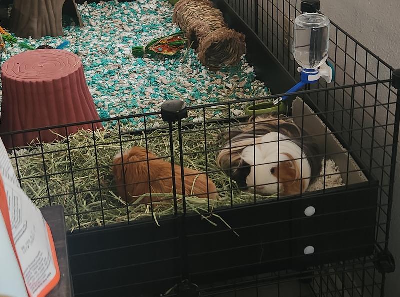Harley and Kairi hunkered in to, and thoroughly enjoying their Oxbow hay together!