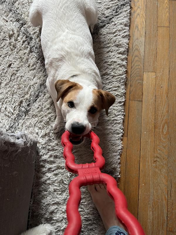 Kong tug of war toy best sale