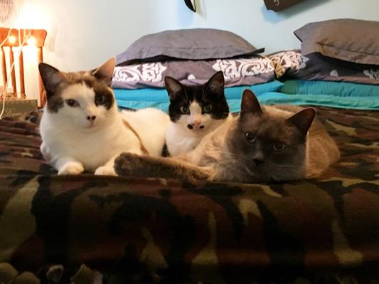 Rosa Lou, Fancy, and Wompus