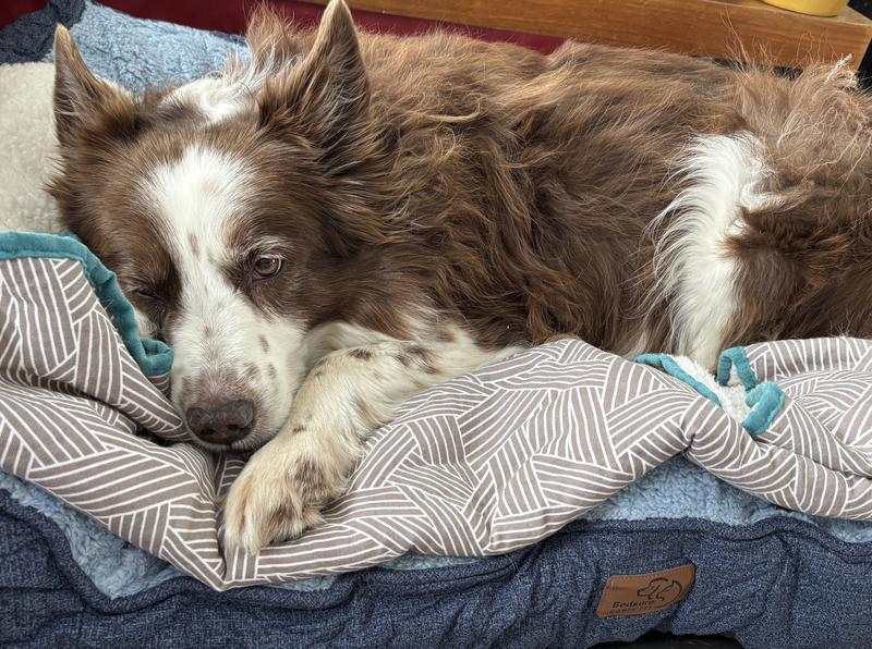 Lulubelle Jones snoozing