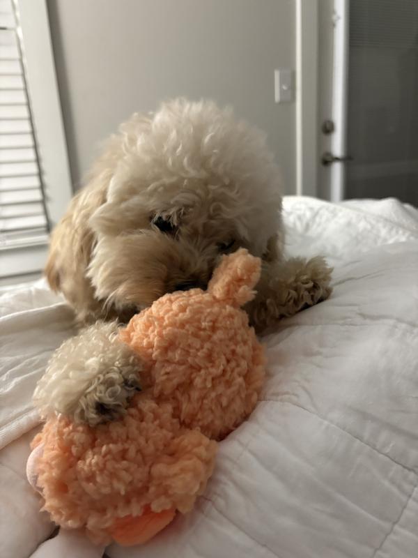 Absolutely loved the Easter Chick I purchased for my grand dog