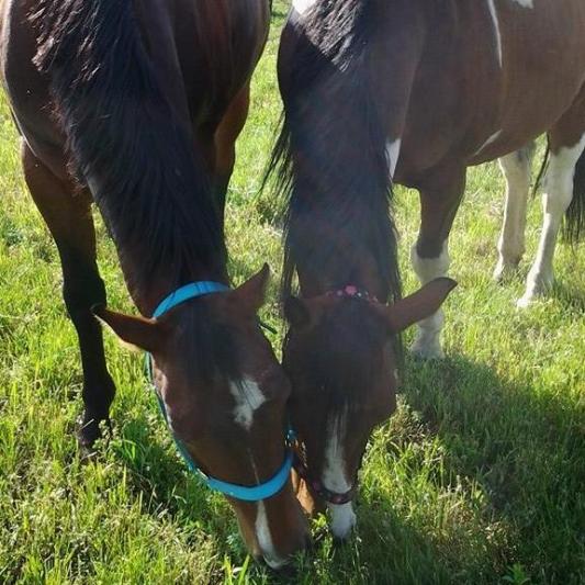 Sadie on the right is totally blind, and her buddy Phoenix