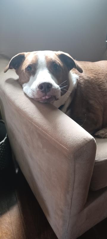 Watson tested and Approved