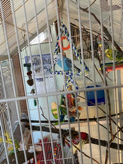 Parakeet entertainment