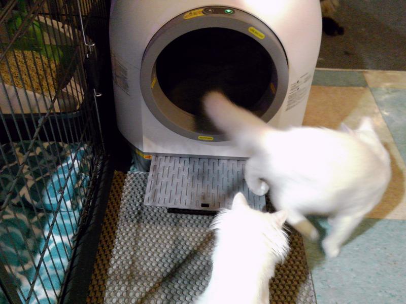 Dillon is coming out, and Miss Kitty is waiting.