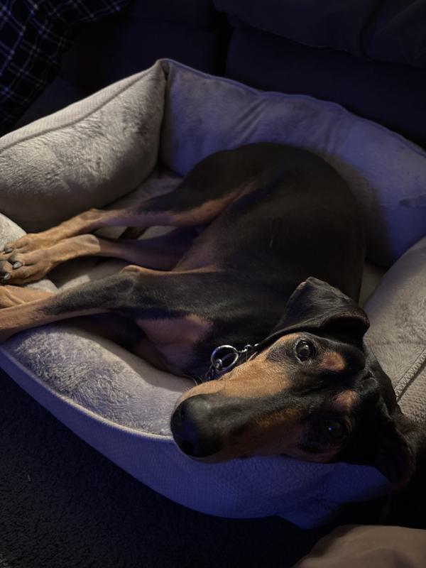 Dynamo lounging in her bed