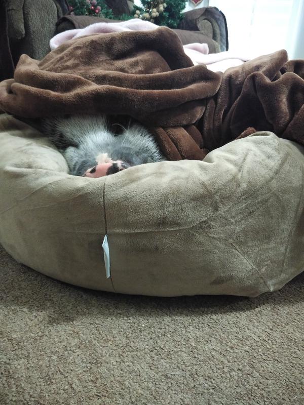 FRISCO Velvet Round Bolster Dog Bed w/Removable Cover, Gray, XLarge