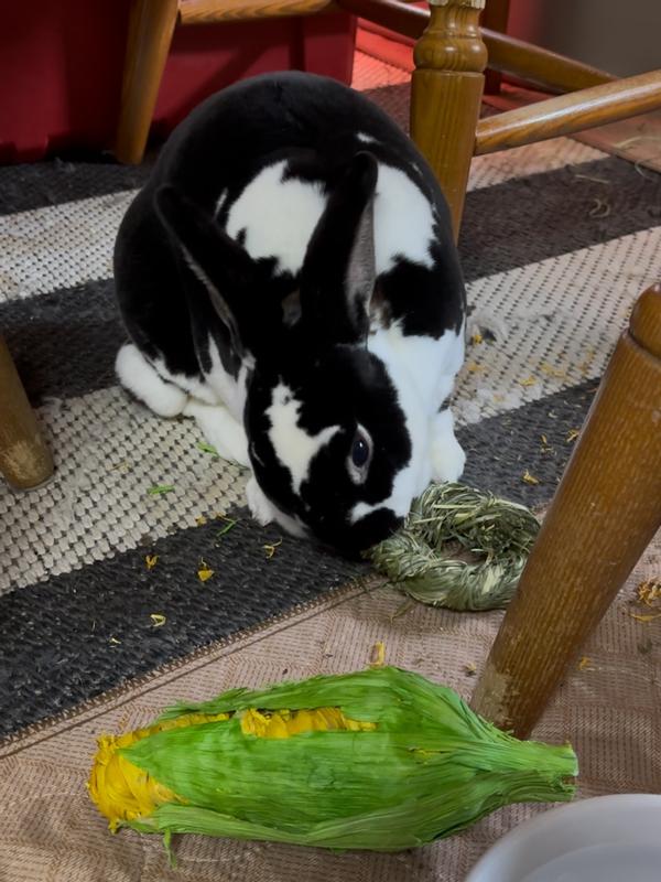 This boy is picky when it comes to treats and I’m always happy to find something he can enjoy