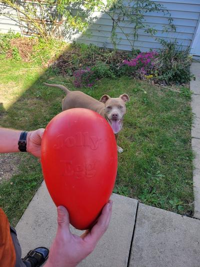 Jolly Pets - Jolly Egg Dog Toy Red / 8 in