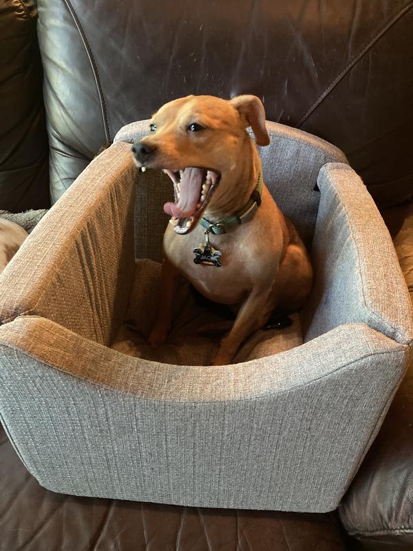 Jack, our min pin, got comfy right away and stayed in it the longest.