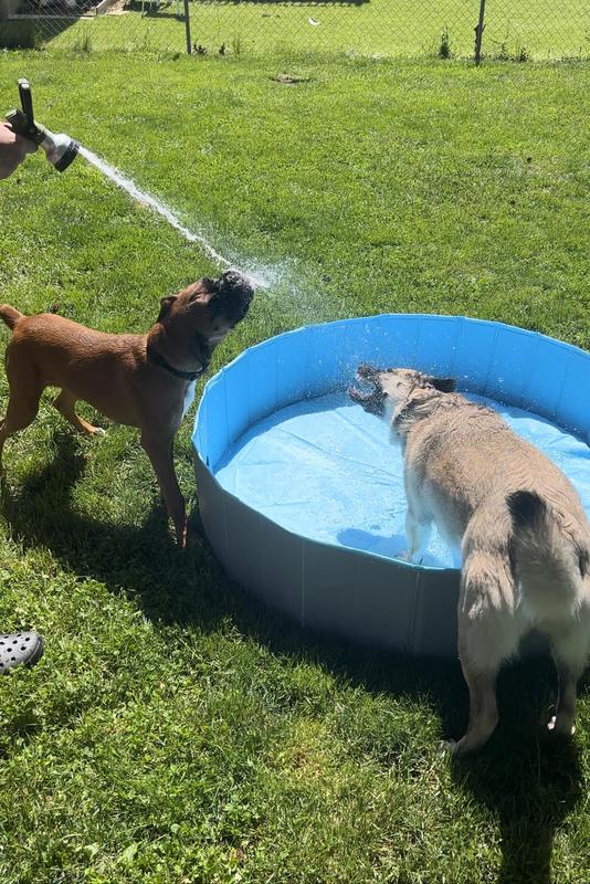 B&m dog hot sale paddling pool