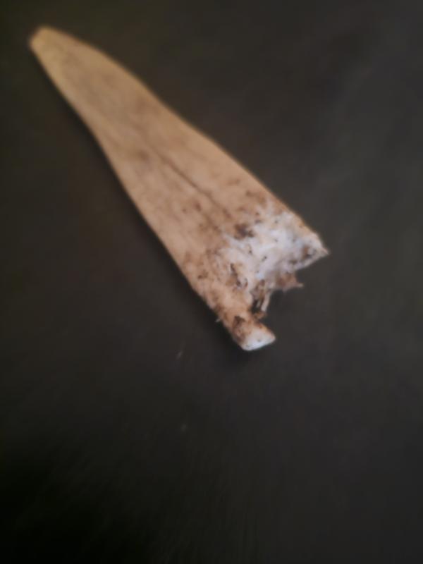 Not safe for my dog.