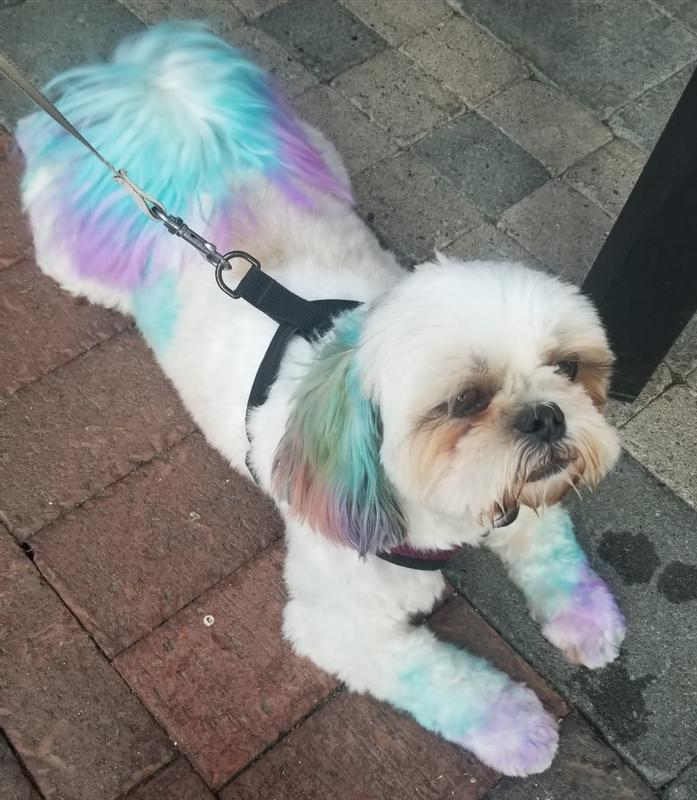 Gooby comfort x mesh dog harness turquoise large 17 to 22 5 in chest