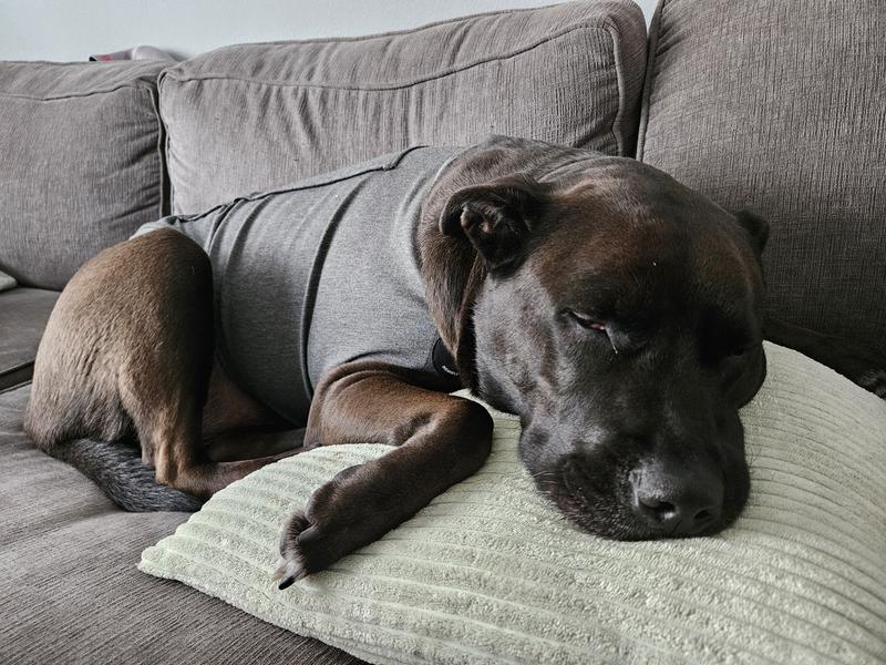 Calms my pittie down instantly!