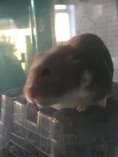Here my hamster jellybean