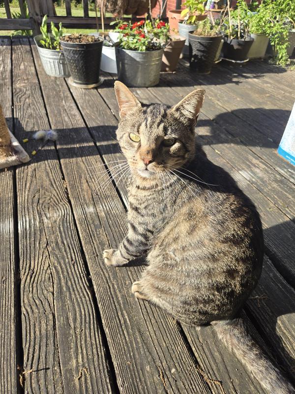 Zeus after applying foam