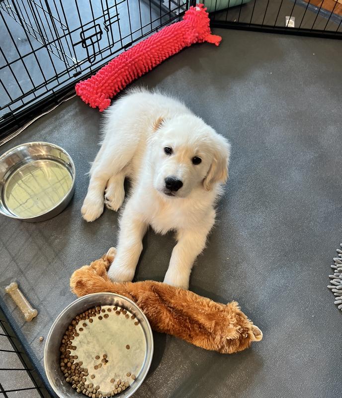Bixie with his orange Loofa floppy toy. .