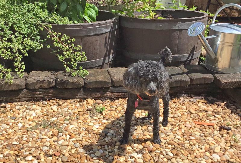 Sophie in the garden