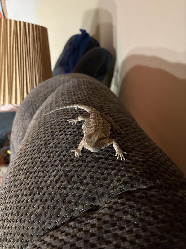 This is a picture of Rocco looking disappointed because he has no food now I have to go out and buy food now cause you shipped all thesecrickets to me dead thank you