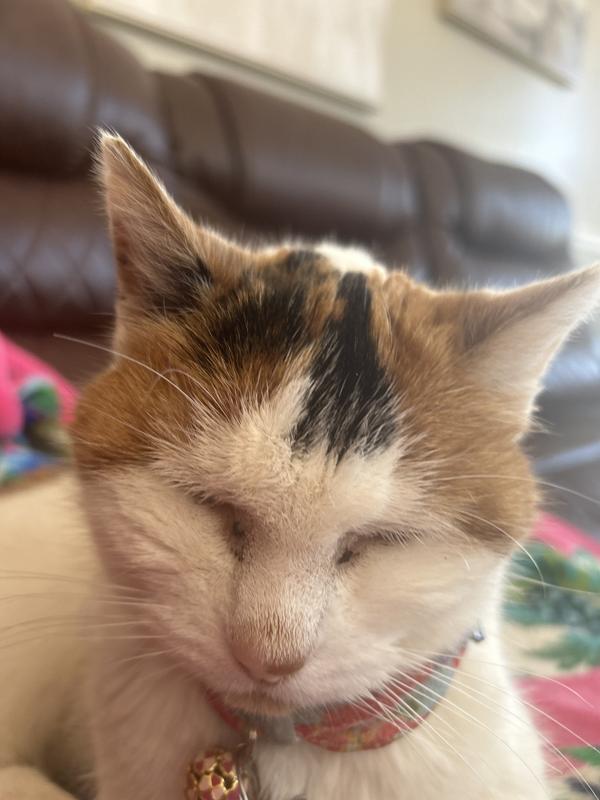 Picky old lady