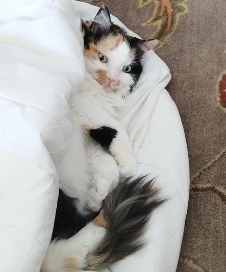 Appropriate use of mattress cover