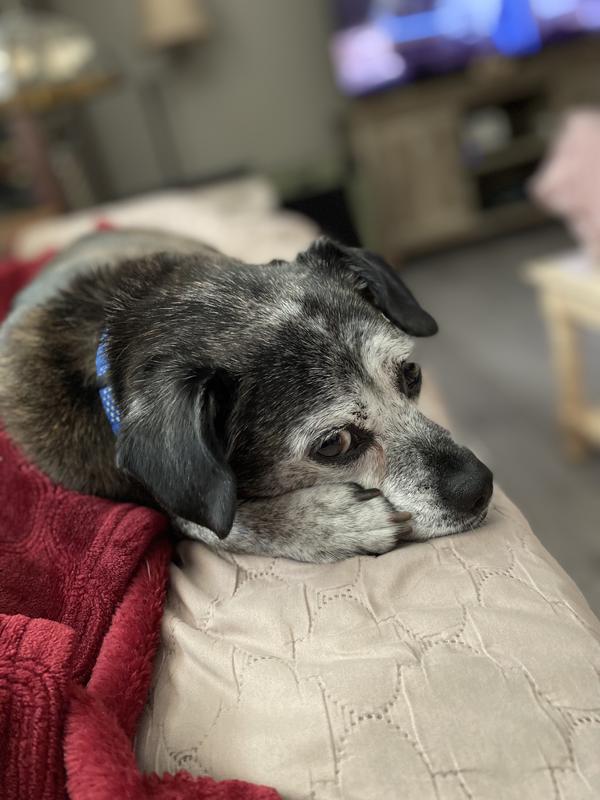 Sweet Max 11 years old