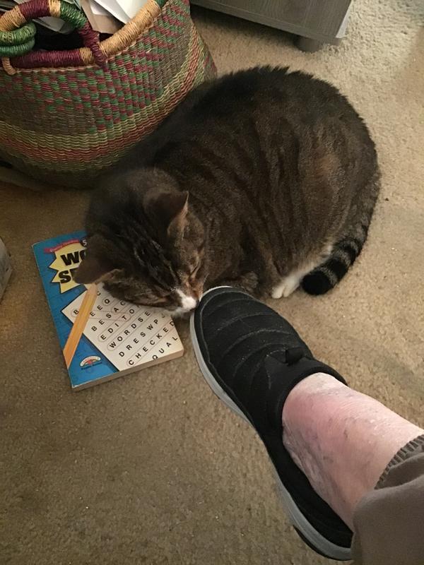 Fat Cat wondering where my shoe has been.