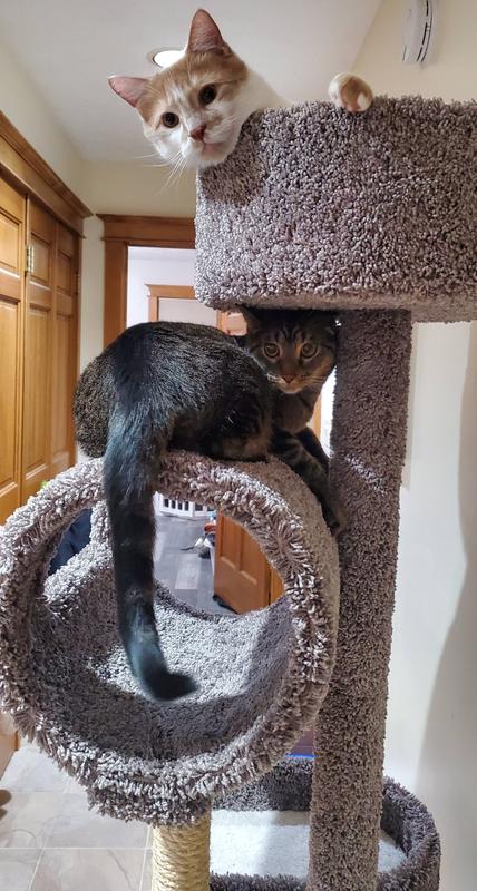 69 boling 2024 cat tree