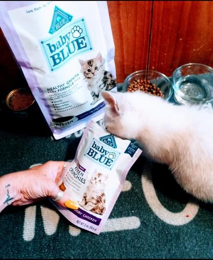 Blue buffalo 2024 kitten treats