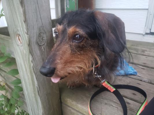 Her outside watching the neighborhood.