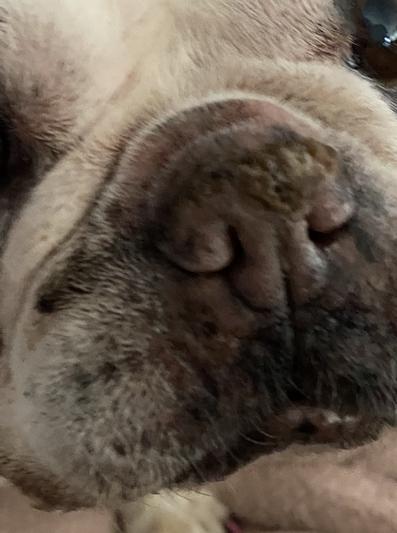 Bulldog Nose Butter Moisturizer for Your Bulldog's Rough, Dry Nose