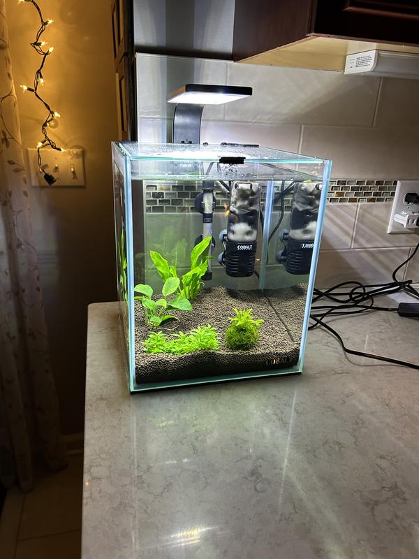 Currently in a fishless cycle