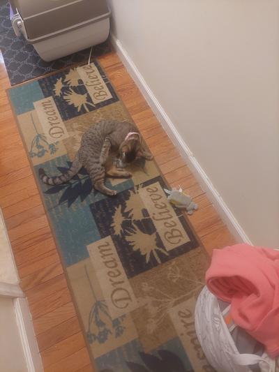 Tiger looking at her toy