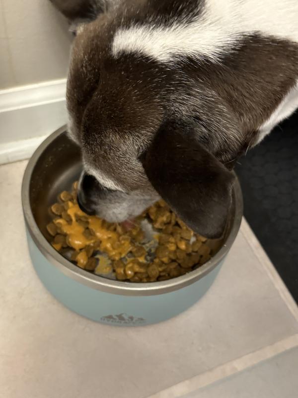 Scout enjoying her food!