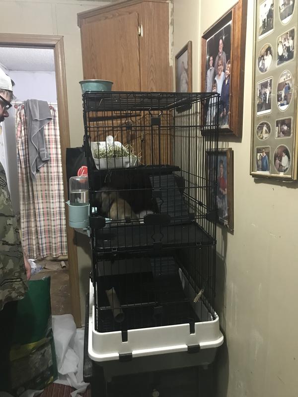 Bunnies love ❤️ their new home!